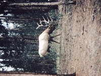 Elk slide